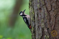 Buntspecht im Wildpark Schorfheide