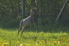 Rehbock