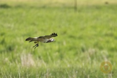 Mäusebussard mit Frosch