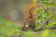 Eichhörnchen Wildlife im Wildpark Schorfheide