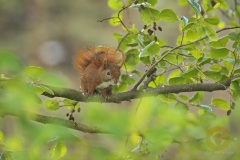 Eichhörnchen Wildlife im Wildpark Schorfheide