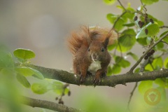 Eichhörnchen Wildlife im Wildpark Schorfheide
