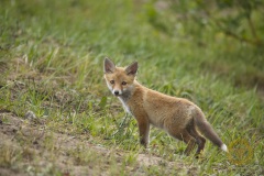 Jungfuchs Wildlife im Wildpark Schorfheide
