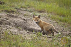 Jungfuchs Wildlife im Wildpark Schorfheide