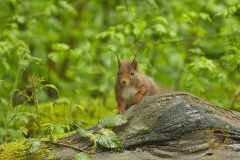 Eichhörnchen