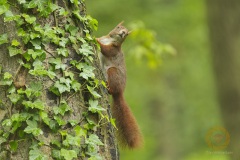 Eichhörnchen