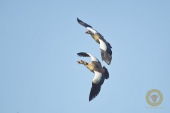 Nilgänse