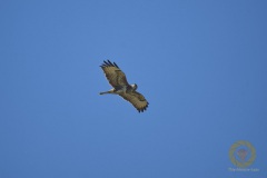 Mäusebussard