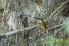 Eisvogel