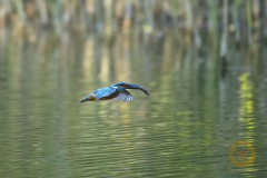 Eisvogel