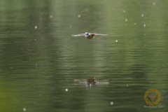 Eisvogel
