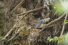 Eisvogel