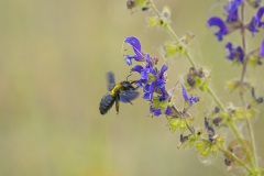 Blaue Holzbiene