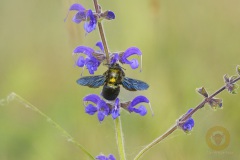 Blaue Holzbiene