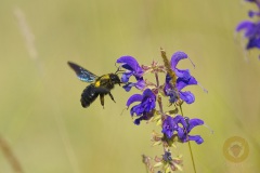 Blaue Holzbiene