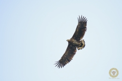 Seeadler