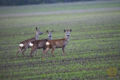 Rehe