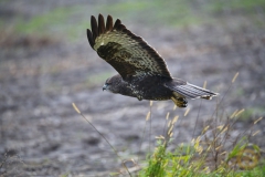 Mäusebussard