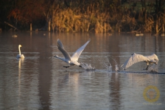 Singschwäne in Brandenburg