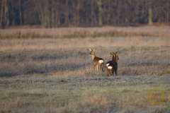 Rehe in Brandenburg