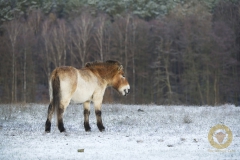 Przewalskipferd  im Wildpark Schorfheide
