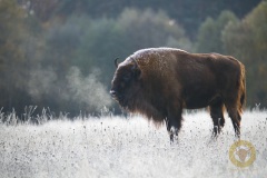 Wisentkuh Ikea im Wildpark Schorfheide