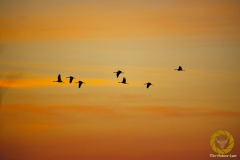 Kraniche beim Flug an die Übernachtsplätze