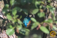 Eisvogel im Wisentgehege Springe