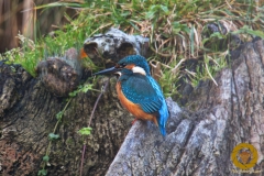 Eisvogel im Wisentgehege Springe