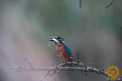 Eisvogel im Wisentgehege Springe