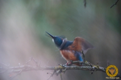 Eisvogel im Wisentgehege Springe