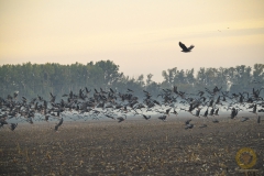 Immer wieder panische, lautstarke Flucht der Gänse wenn der Seeadler auftaucht.