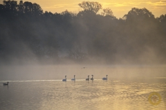 Höckerschwäne im Morgennebel