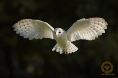 Tierpark Sababurg
