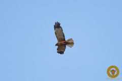NLE3962_NoNoiseAI