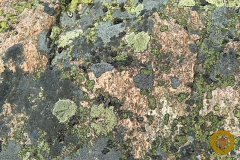 Flechten auf Granitblock