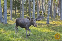 Garsjö-Elchfarm
