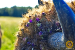 Wisent in Avesta