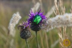 Rosenkäfer