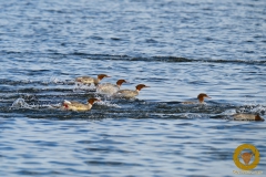 Gänsesäger auf Öland