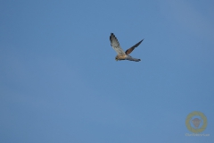 männlicher Turmfalke