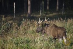 Elchbulle Anton im Wildpark Schorfheide