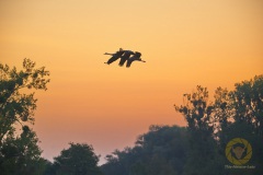 Kraniche im Sonnenaufgang, Liebenwalde, Brandenburg