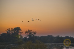 Kraniche im Sonnenaufgang, Liebenwalde, Brandenburg