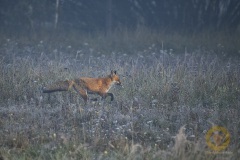 NLE_0496_NoNoiseAI