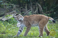 Luchs Wilhelm im Wisentgehege Springe