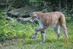 Luchs Wilhelm im Wisentgehege Springe