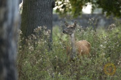 Rotwildbrunft im Wisentgehege Springe
