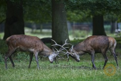 Rotwildbrunft im Wisentgehege Springe