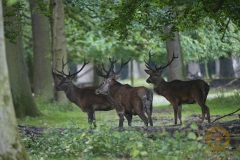 Rotwildbrunft im Wisentgehege Springe